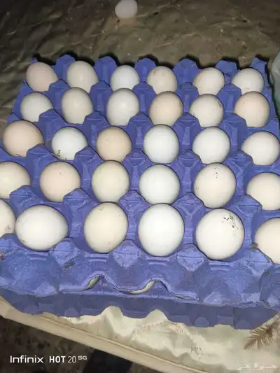 يوجد لدينا بيض سمان وبيض دجاج بلدي مخصب وللاكل 7