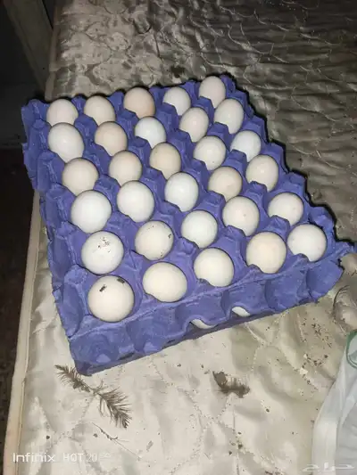 يوجد لدينا بيض سمان وبيض دجاج بلدي مخصب وللاكل 9