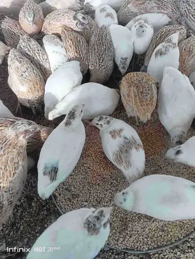 يوجد لدينا بيض سمان وبيض دجاج بلدي مخصب وللاكل 3