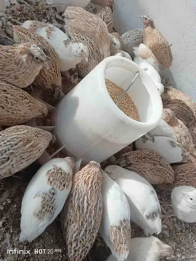 يوجد لدينا بيض سمان وبيض دجاج بلدي مخصب وللاكل 5