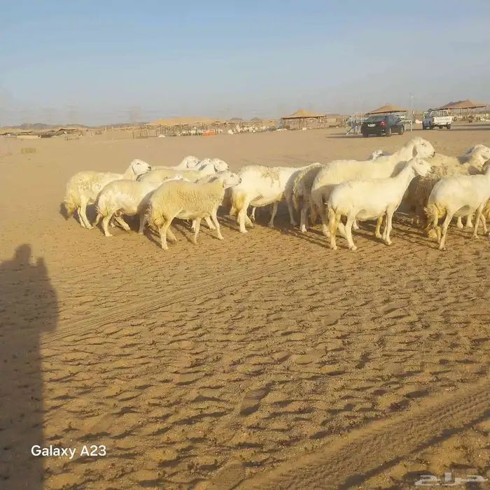 أعرض لكم غنم حريات خلفات وجنب العدد 20تحتها 4 1