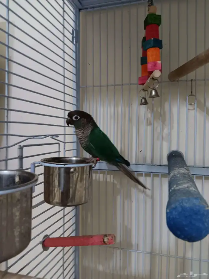 ذكر كنيور بلو شيك منتج للبيع 0