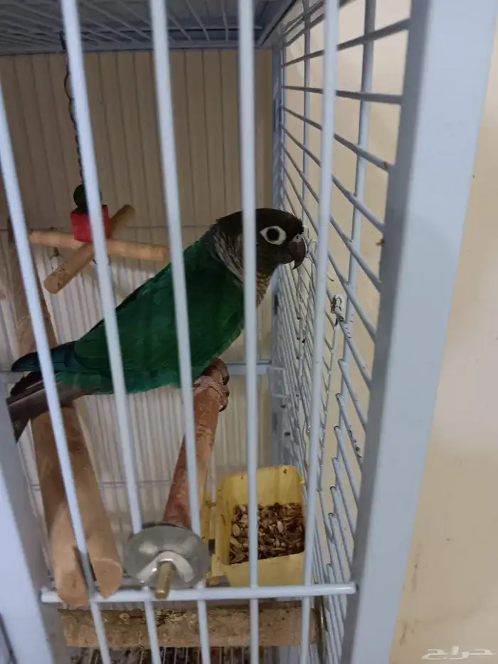 ذكر كنيور بلو شيك منتج للبيع 2