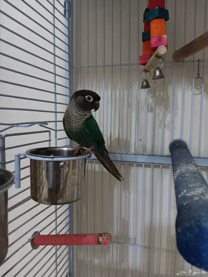 ذكر كنيور بلو شيك منتج للبيع 3