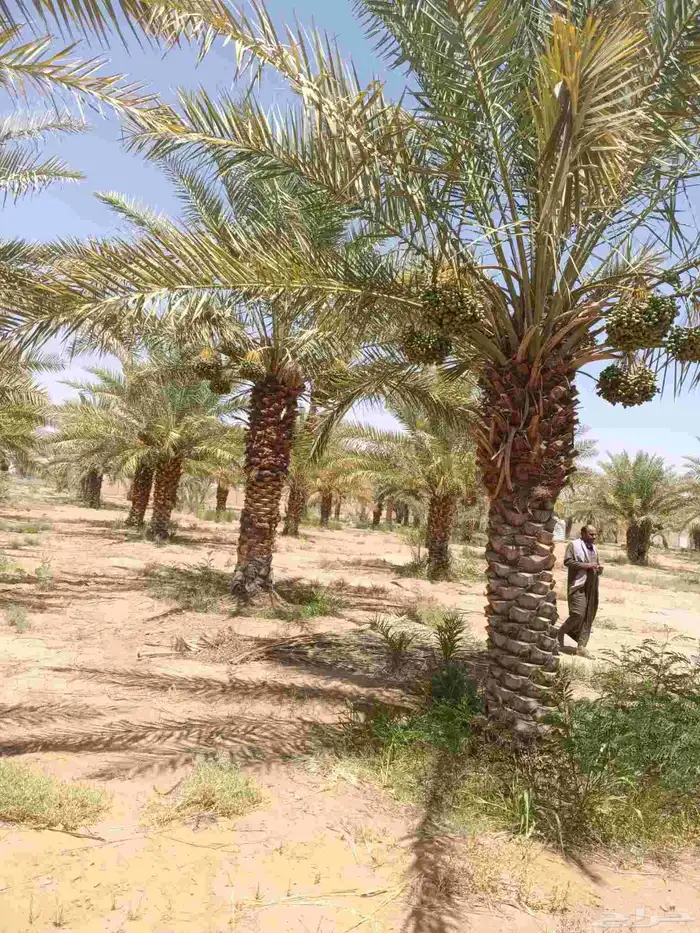 نخل اخلاص مثمر فسائل ونقايل 4