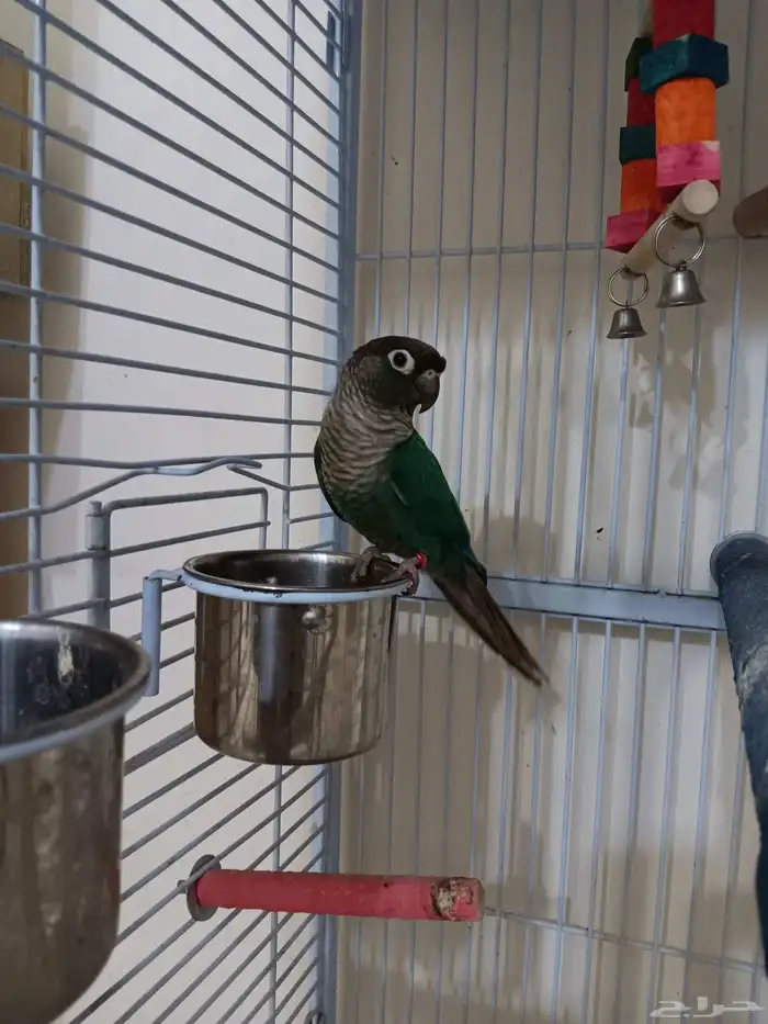 ذكر كنيور بلو شيك منتج للبيع 1