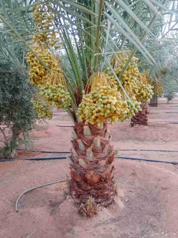 نخل خلاص برحي سكري 2