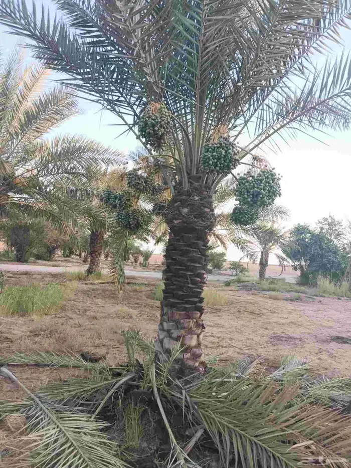 نخل اخلاص مثمر فسائل ونقايل 3
