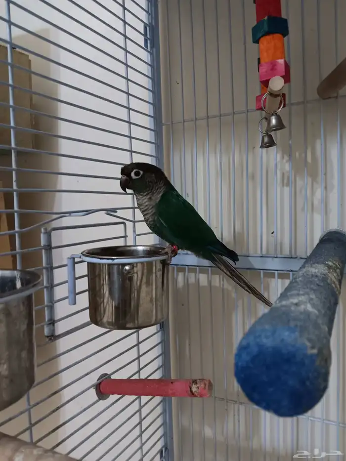 ذكر كنيور بلو شيك منتج للبيع 4