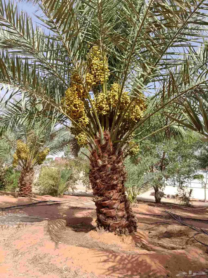نخل اخلاص مثمر فسائل ونقايل 1