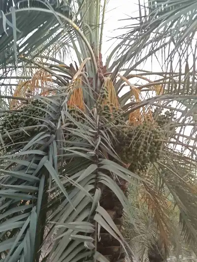 يوجد لدينا نخل الثمره للبيع 4000 نخله خلاص سكري 4