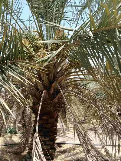 يوجد لدينا نخل الثمره للبيع 4000 نخله خلاص سكري 2