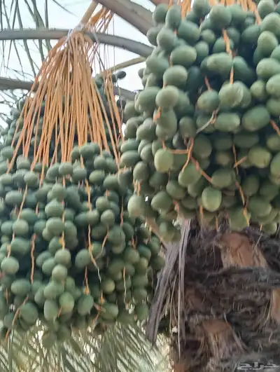 يوجد لدينا نخل الثمره للبيع 4000 نخله خلاص سكري 1