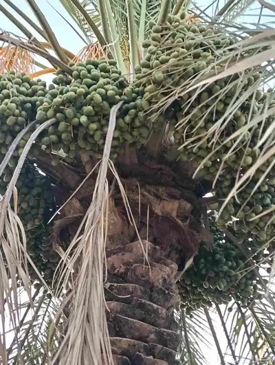 يوجد لدينا نخل الثمره للبيع 4000 نخله خلاص سكري 6
