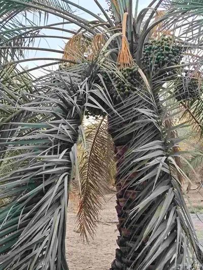 يوجد لدينا نخل الثمره للبيع 4000 نخله خلاص سكري 5