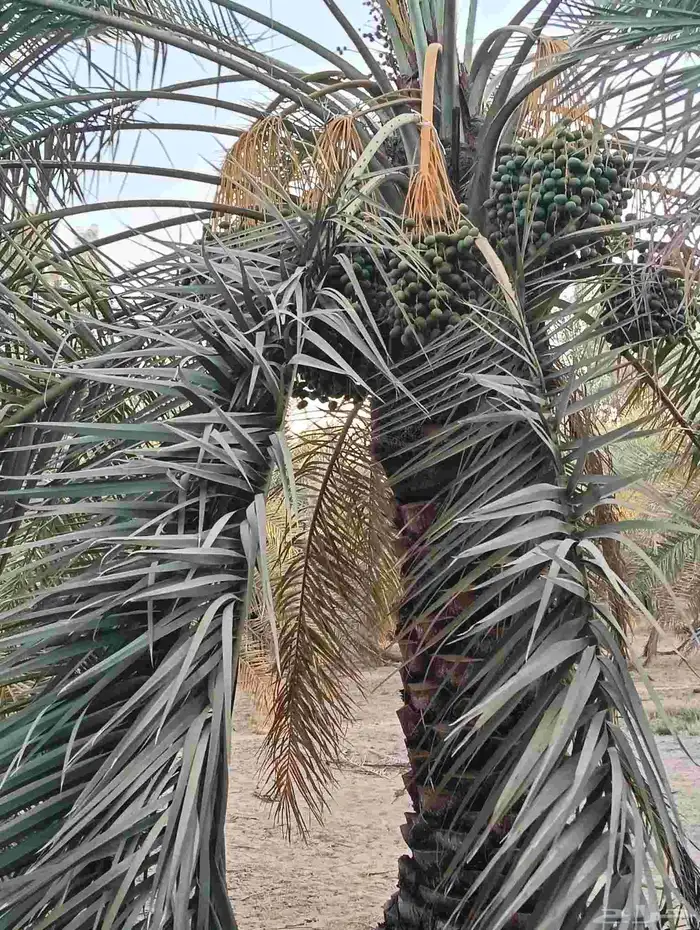 يوجد لدينا نخل الثمره للبيع 4000 نخله خلاص سكري 5