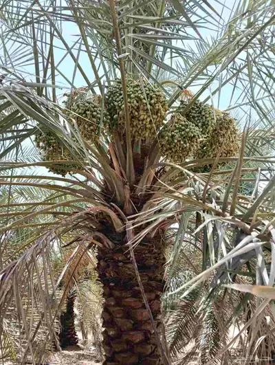 يوجد لدينا نخل الثمره للبيع 4000 نخله خلاص سكري 0