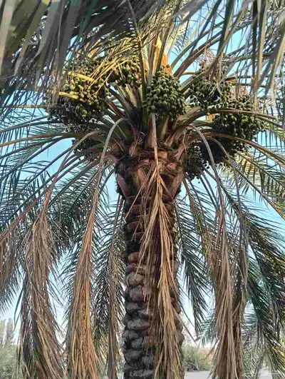 يوجد لدينا نخل الثمره للبيع 4000 نخله خلاص سكري 7