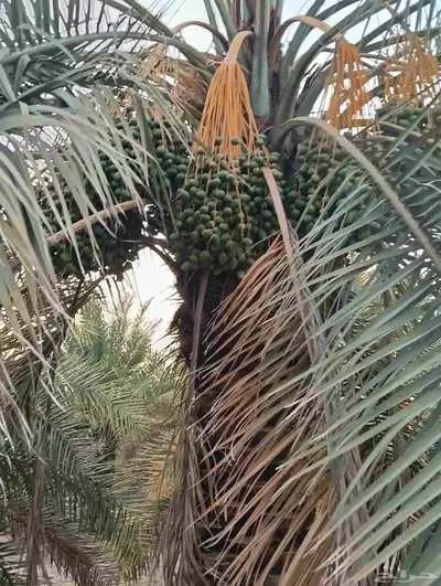يوجد لدينا نخل الثمره للبيع 4000 نخله خلاص سكري 3