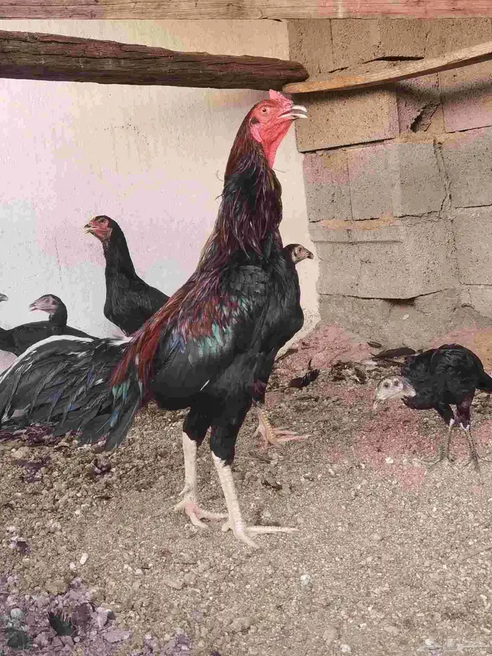 ديك شامو ياباني 0