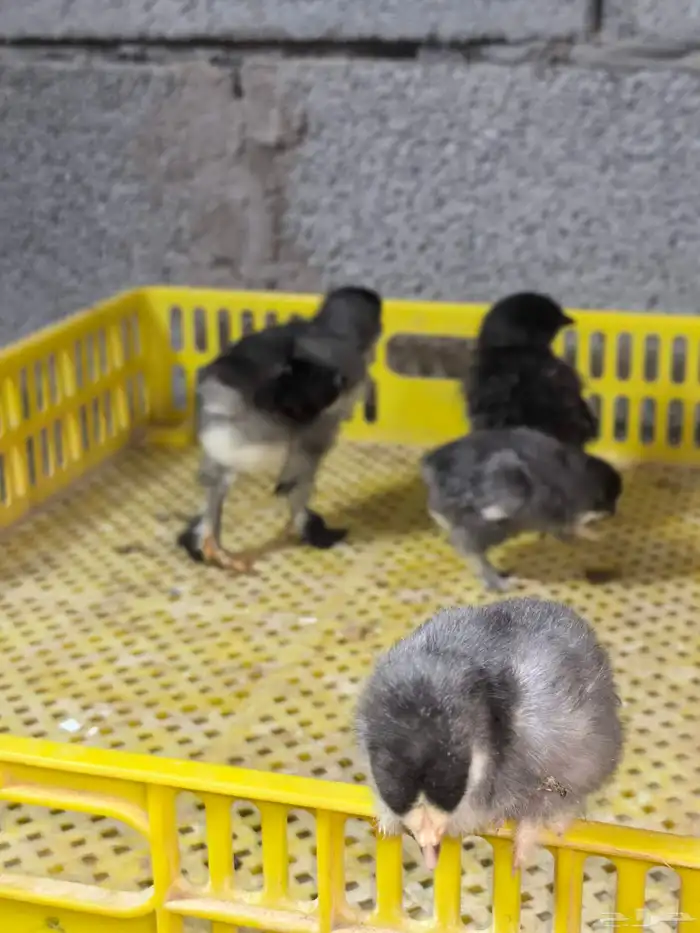 صوص براهما عرض خاص 3