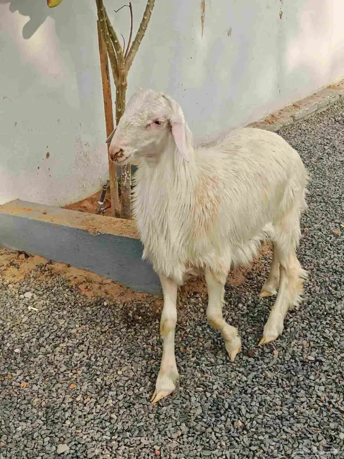 خروف اصفر ابرص ( تم البيع ) 2