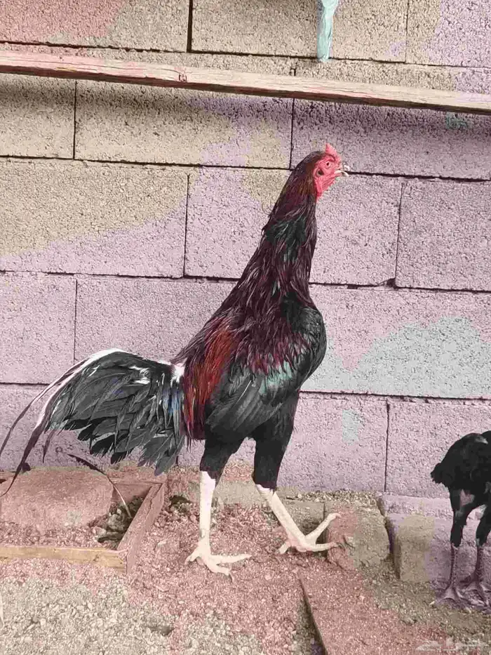 ديك شامو ياباني 1