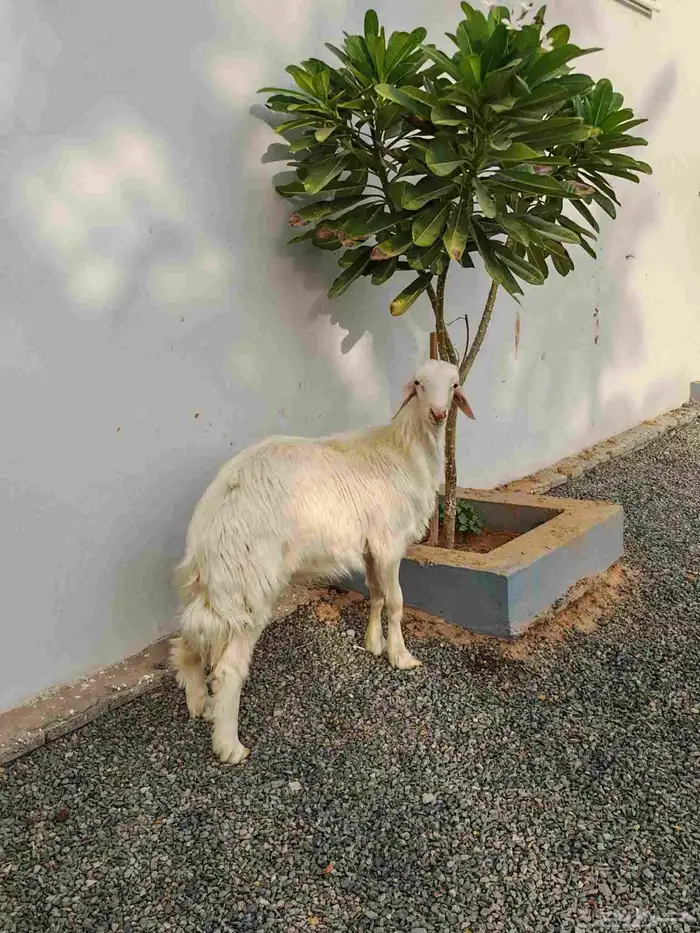 خروف اصفر ابرص ( تم البيع ) 1