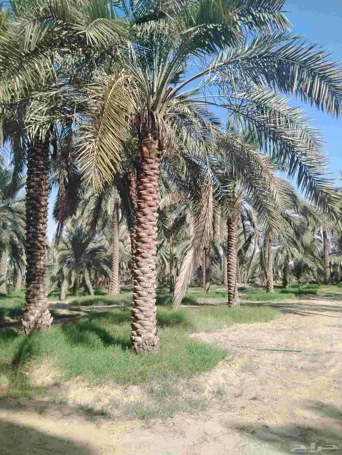 ثمره النخل للبيع 0