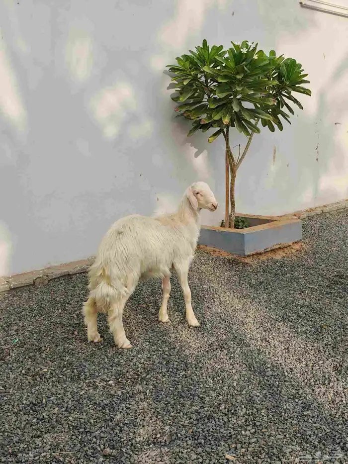 خروف اصفر ابرص ( تم البيع ) 0