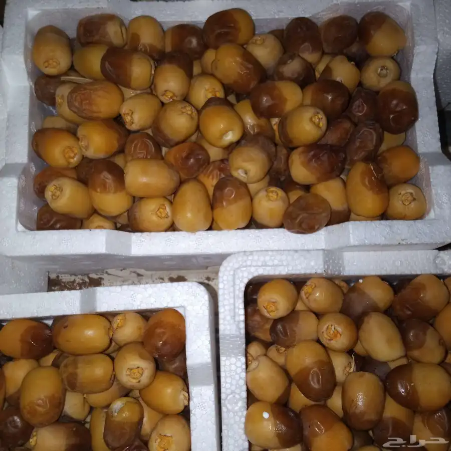 رطب القويز 1