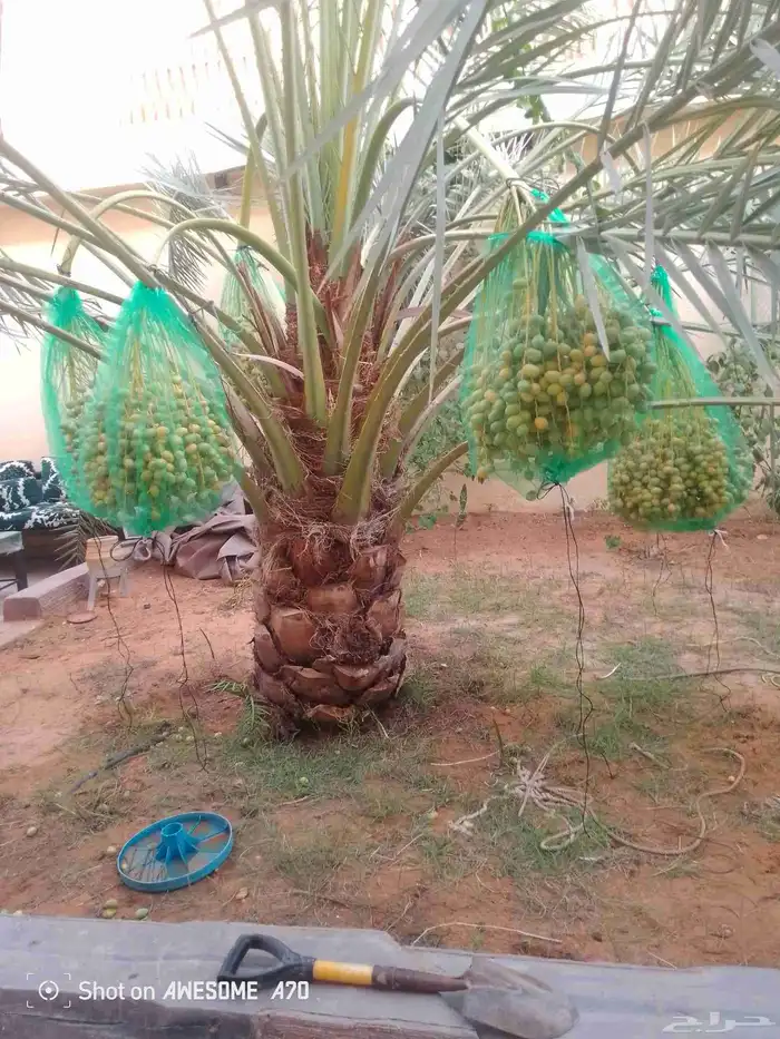 نعمل جميع اشغال النخيل تخليص العبوق التمر تلقيه وتشويه لتعدي 3