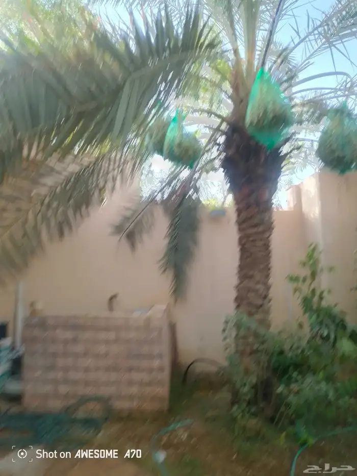 نعمل جميع اشغال النخيل تخليص العبوق التمر تلقيه وتشويه لتعدي 1