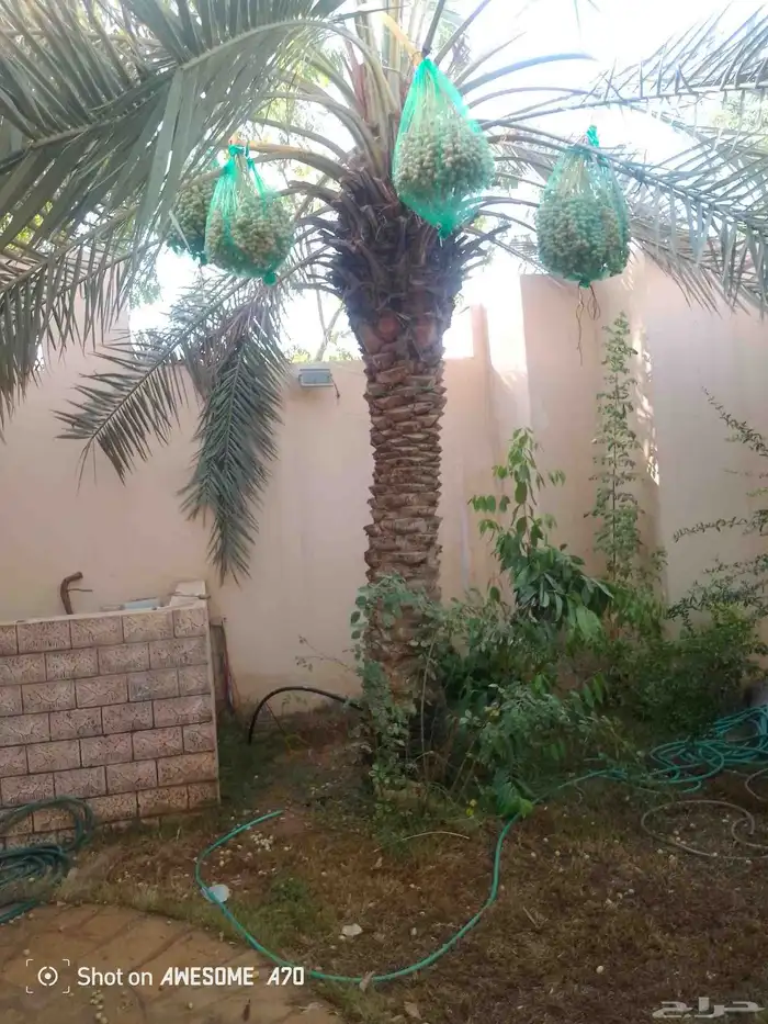 نعمل جميع اشغال النخيل تخليص العبوق التمر تلقيه وتشويه لتعدي 0
