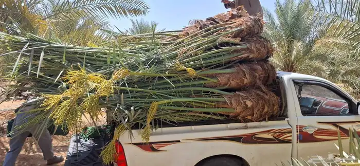 نخيل البيع بجميع انواعها التواصل 0