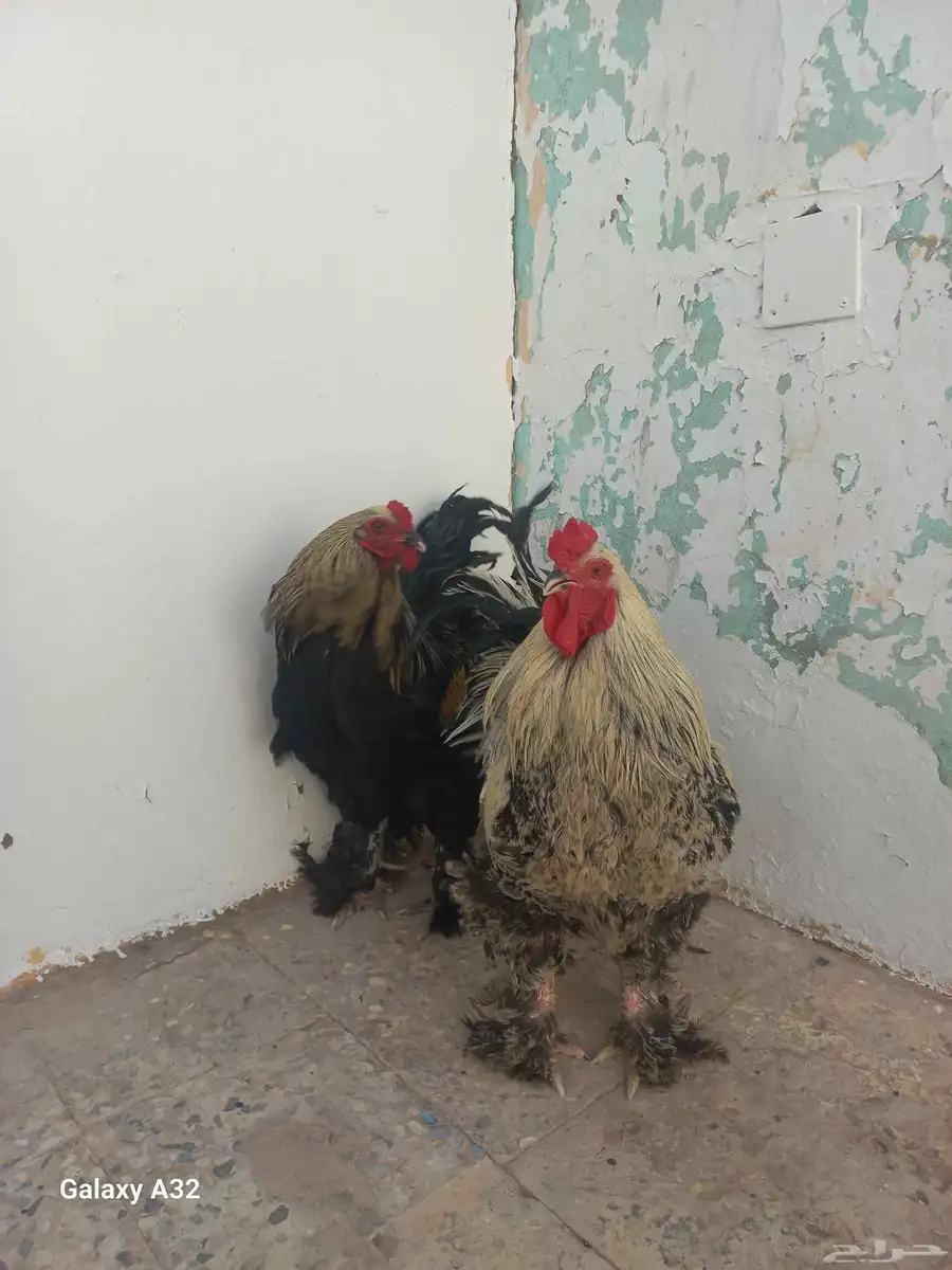 Brahma Bantam for sale 1