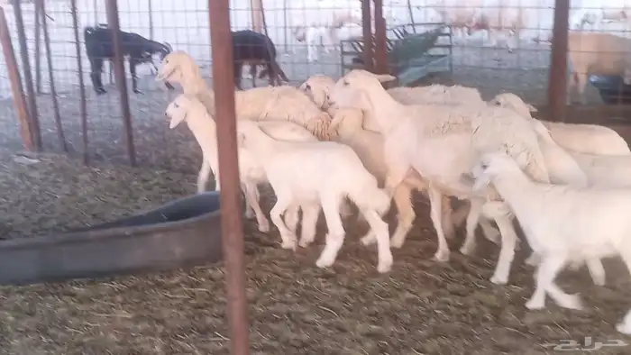 غنم متاومه 4 معها 8 بهم ذبايح ضان مقاني تم البيع 2