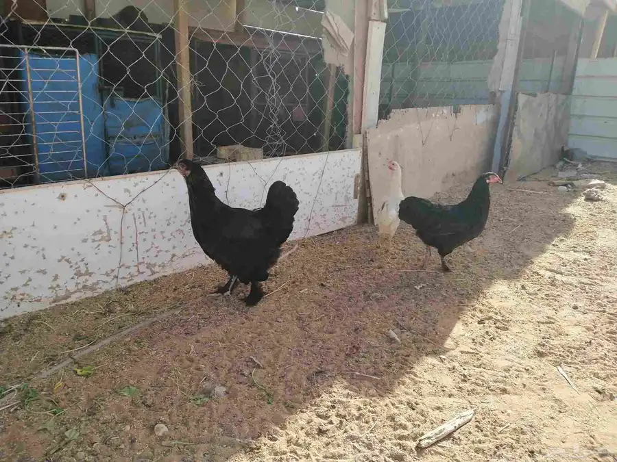 طقم براهما ديك و2دجاج بياض ويرجن على البيض 2