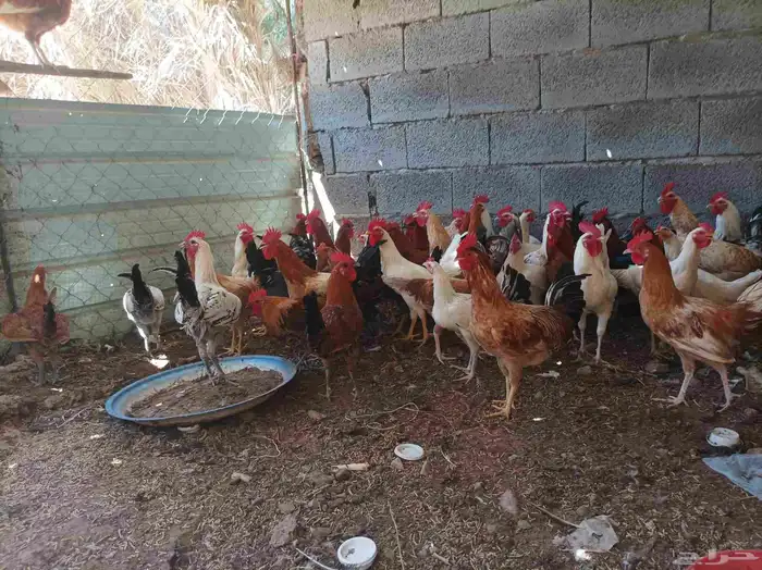 ديوك بلدي للبيع 0