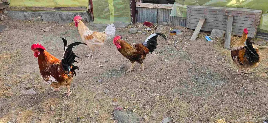 ديوك تركي 2