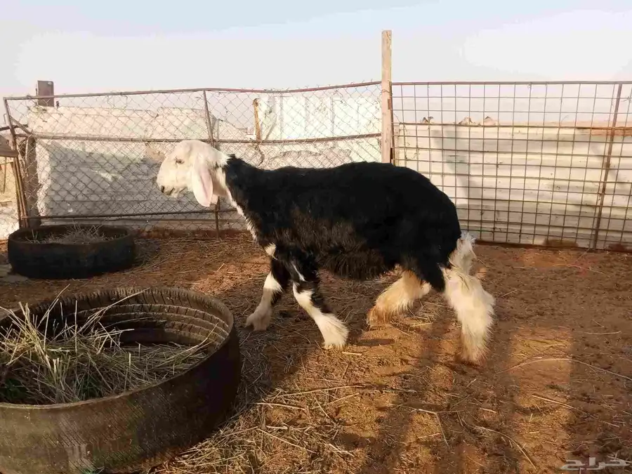 خروف نجدي 4