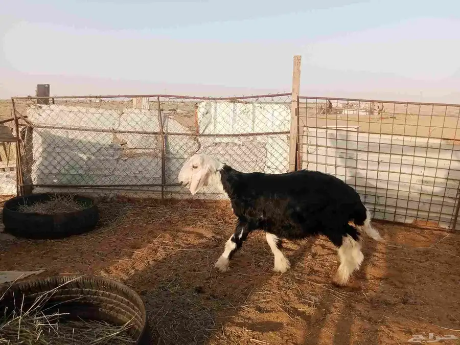 خروف نجدي 1