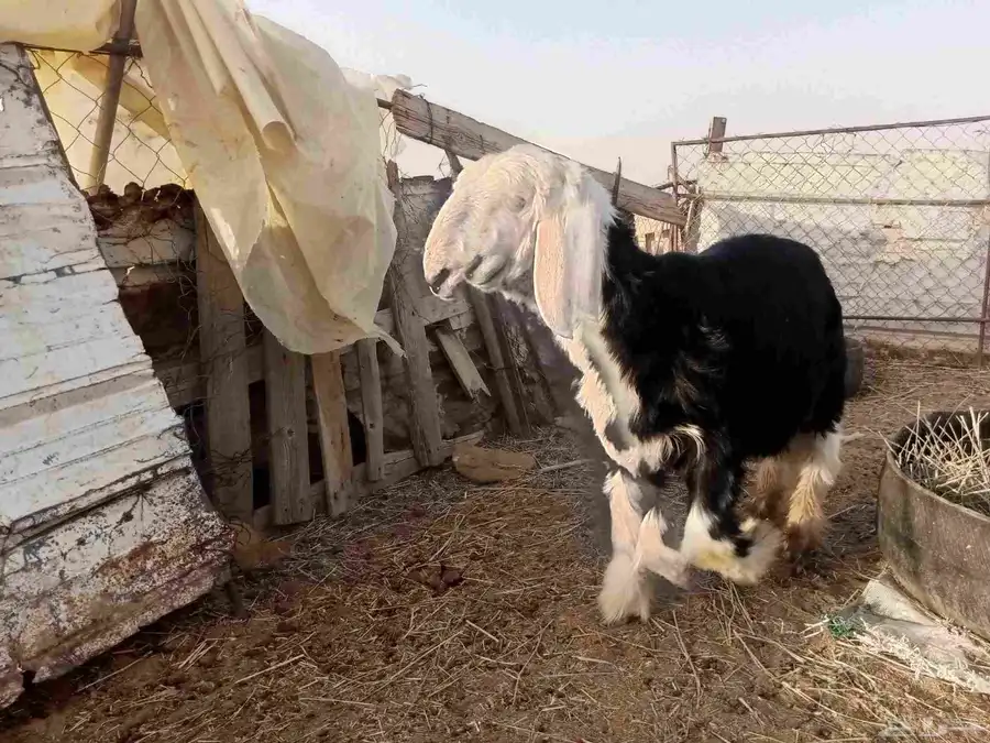 خروف نجدي 5