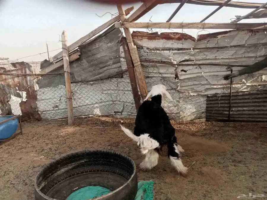 خروف نجدي 0