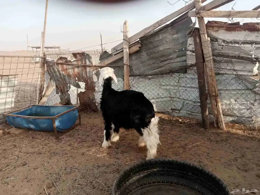 خروف نجدي 2