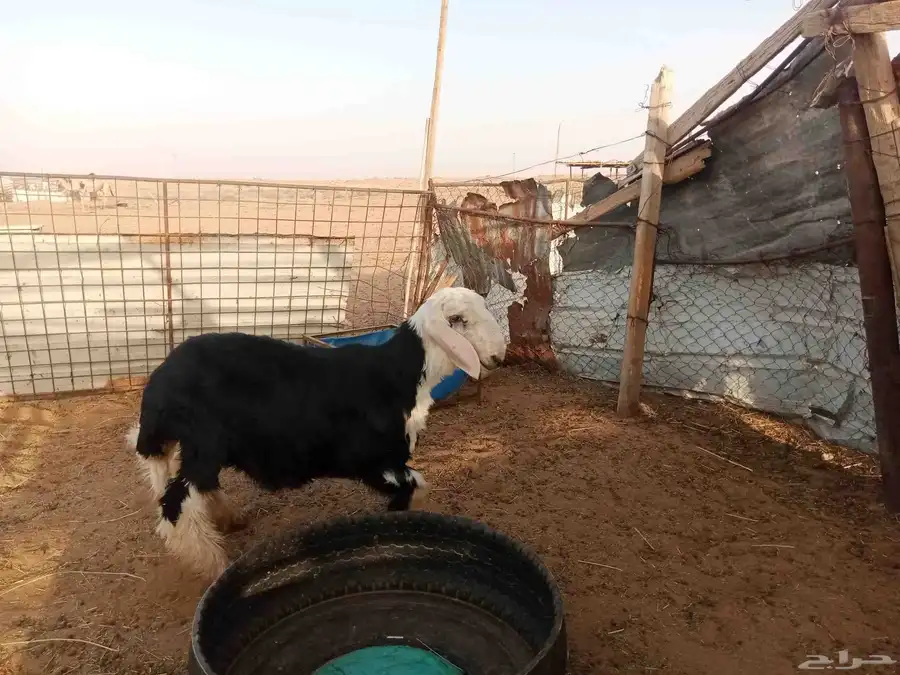 خروف نجدي 3