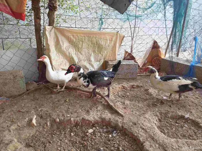 بط للبيع 2