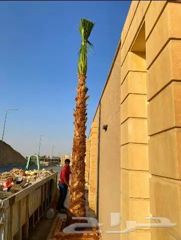 نخل واشنطن 1