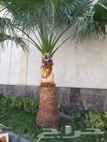 الحديقة اللي تحلم فيها... نحققها لك 0
