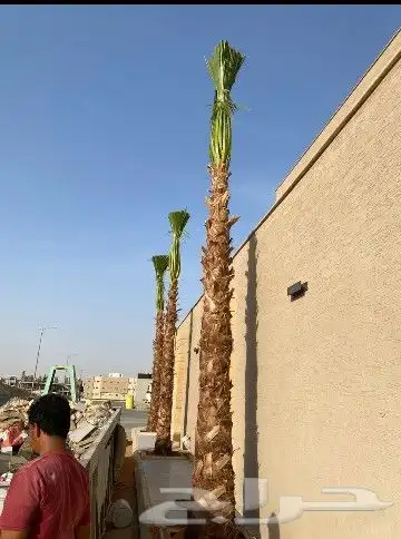نخل واشنطن 0